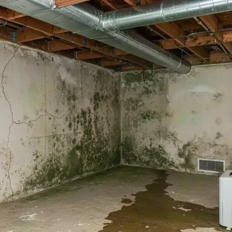 Professional Mold Removal in Albers, IL